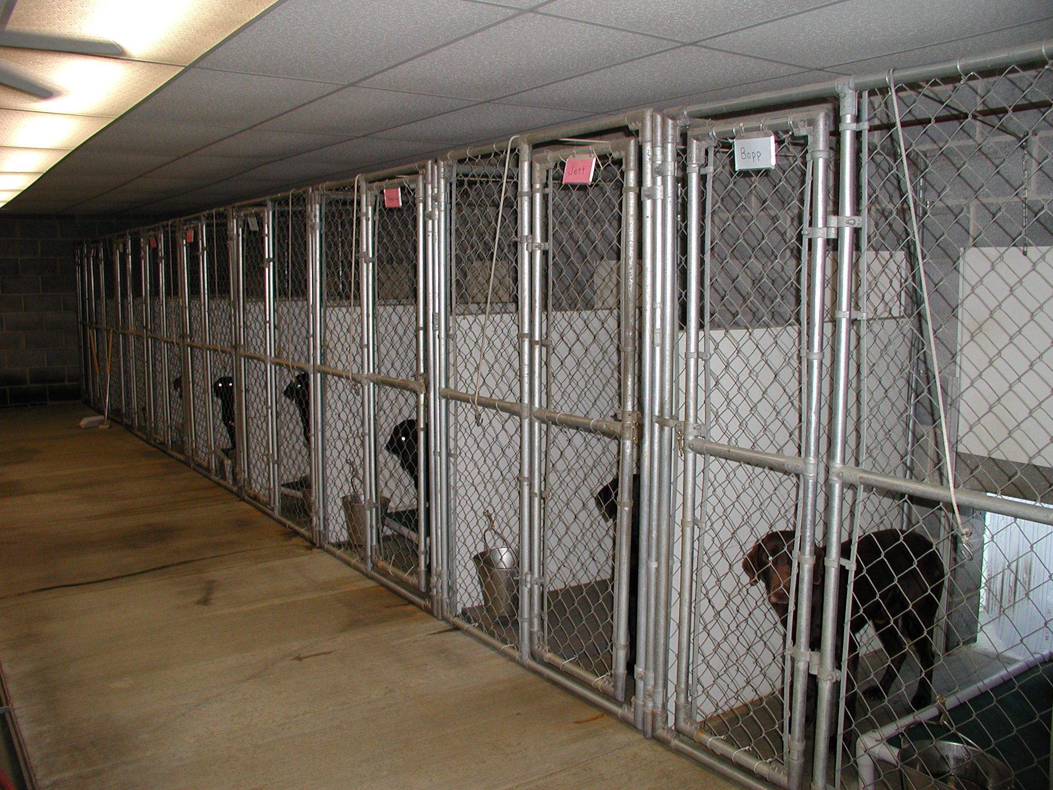 Oakdale Retrievers labrador retriever,dog training